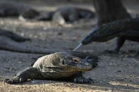 Sotaydulich Sotay Dulich Khampha Kham Pha Bui Hoang so Komodo
