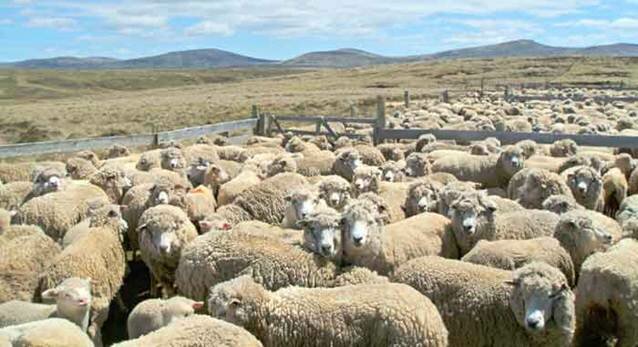 Sotaydulich Sotay Dulich Khampha Kham Pha Bui Lam gi va xem gi o Falkland
