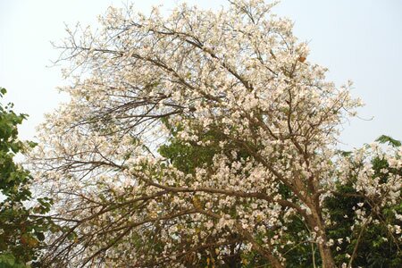 Sotaydulich Sotay Dulich Khampha Kham Pha Bui Hoa ban trang giua nui rung