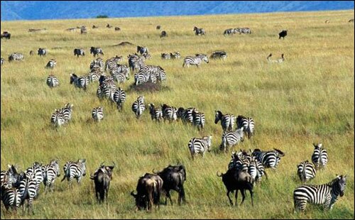 Sotaydulich Sotay Dulich Khampha Kham Pha Bui Kham pha Tanzania