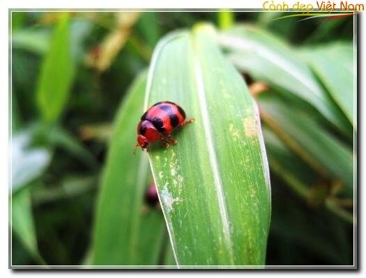 Sotaydulich Sotay Dulich Khampha Kham Pha Bui Dung chan tai Cuc Phuong