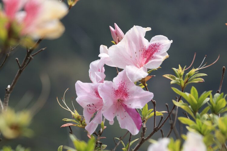 Sotaydulich Sotay Dulich Khampha Kham Pha Bui Lac Lac vao xu so hoa Da Lat