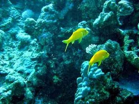 Sotaydulich Sổ tay du lịch so tay du lich Sotay Dulich Khampha Kham Pha Bui Sa mac nui chua