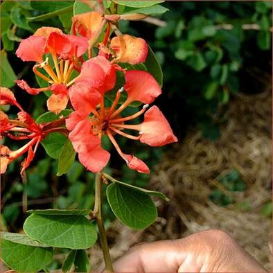  Sotaydulich Sổ tay du lịch so tay du lich Sotay Dulich Khampha Kham Pha Bui Cienfuegos Hon ngoc cua mien Nam Cuba