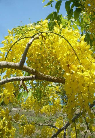  Sotaydulich Sổ tay du lịch so tay du lich Sotay Dulich Khampha Kham Pha Bui hoa hoang hau nhuom vang Nha Trang