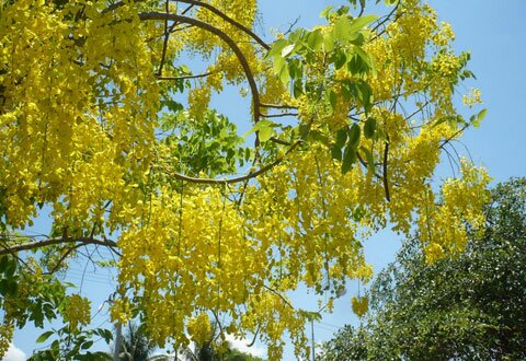  Sotaydulich Sổ tay du lịch so tay du lich Sotay Dulich Khampha Kham Pha Bui hoa hoang hau nhuom vang Nha Trang
