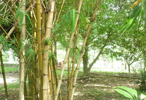  Sotaydulich Sổ tay du lịch so tay du lich Sotay Dulich Khampha Kham Pha Bui Ngam nhung bong hoa trong vuon Bac