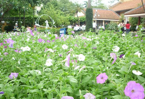  Sotaydulich Sổ tay du lịch so tay du lich Sotay Dulich Khampha Kham Pha Bui Ngam nhung bong hoa trong vuon Bac