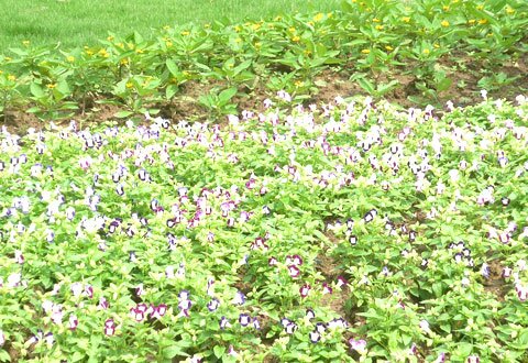  Sotaydulich Sổ tay du lịch so tay du lich Sotay Dulich Khampha Kham Pha Bui Ngam nhung bong hoa trong vuon Bac