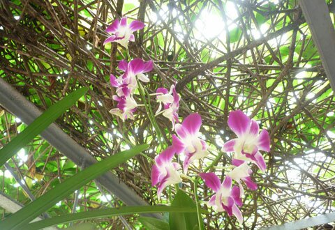  Sotaydulich Sổ tay du lịch so tay du lich Sotay Dulich Khampha Kham Pha Bui Ngam nhung bong hoa trong vuon Bac