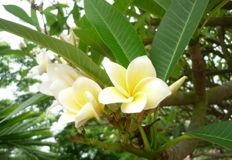  Sotaydulich Sổ tay du lịch so tay du lich Sotay Dulich Khampha Kham Pha Bui Ngam nhung bong hoa trong vuon Bac
