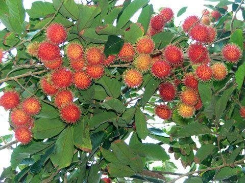 Sổ tay du lịch so tay du lich Sotaydulich Sotay Dulich Khampha Kham Pha Bui Ve miet vuon Vinh Long thuong thuc trai cay ca nuong