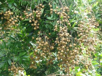 Sổ tay du lịch so tay du lich Sotaydulich Sotay Dulich Khampha Kham Pha Bui Ve miet vuon Vinh Long thuong thuc trai cay ca nuong