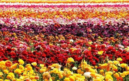 Sổ tay du lịch so tay du lich Sotaydulich Sotay Dulich Khampha Kham Pha Bui Carlsbad Noi cua nhung thien than hoa