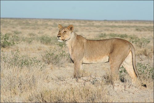 Sổ tay du lịch so tay du lich Sotaydulich Sotay Dulich Khampha Kham Pha Bui Nhung diem du lich hang dau o Namibia