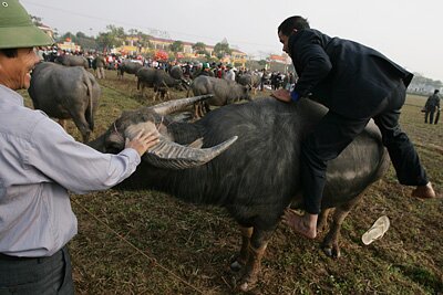 Sổ tay du lịch so tay du lich Sotaydulich Sotay Dulich Khampha Kham Pha Bui Tranh trau Doi san Doc nhat vo nhi