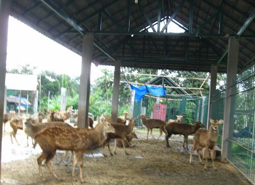 Sổ tay du lịch so tay du lich Sotaydulich Sotay Dulich Khampha Kham Pha Bui Vuot deo Chuoi tham tram Huou va Lan