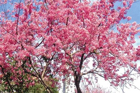 Sổ tay du lịch so tay du lich Sotaydulich Sotay Dulich Khampha Kham Pha Bui Thac Bobla hung vi giua thien nhien