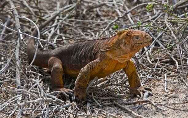 Sổ tay du lịch so tay du lich Sotaydulich Sotay Dulich Khampha Kham Pha Bui Thien duong hoang so Galapagos
