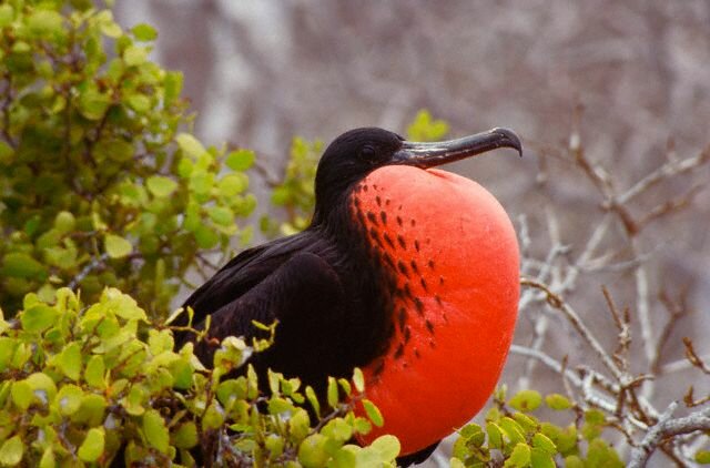 Sổ tay du lịch so tay du lich Sotaydulich Sotay Dulich Khampha Kham Pha Bui Thien duong hoang so Galapagos