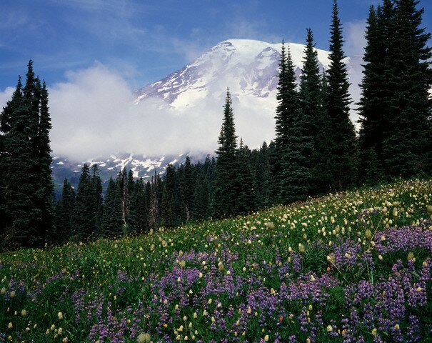  Sổ tay du lịch so tay du lich Sotaydulich Sotay Dulich Khampha Kham Pha Bui An tuong vuon quoc gia Mount Rainier