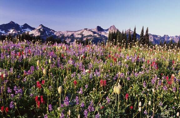  Sổ tay du lịch so tay du lich Sotaydulich Sotay Dulich Khampha Kham Pha Bui An tuong vuon quoc gia Mount Rainier