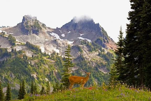 Sổ tay du lịch so tay du lich Sotaydulich Sotay Dulich Khampha Kham Pha Bui An tuong vuon quoc gia Mount Rainier