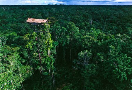 Sổ tay du lịch so tay du lich Sotaydulich Sotay Dulich Khampha Kham Pha Bui Den Indonesia gap bo lac dung nha tren cay giua rung gia