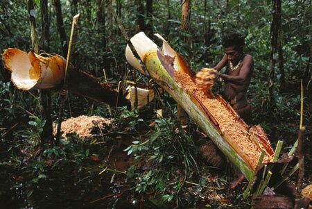 Sổ tay du lịch so tay du lich Sotaydulich Sotay Dulich Khampha Kham Pha Bui Den Indonesia gap bo lac dung nha tren cay giua rung gia