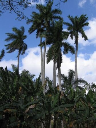 Sổ tay du lịch so tay du lich Sotaydulich Sotay Dulich Khampha Kham Pha Bui Nhung diem du lich hap dan o Cuba