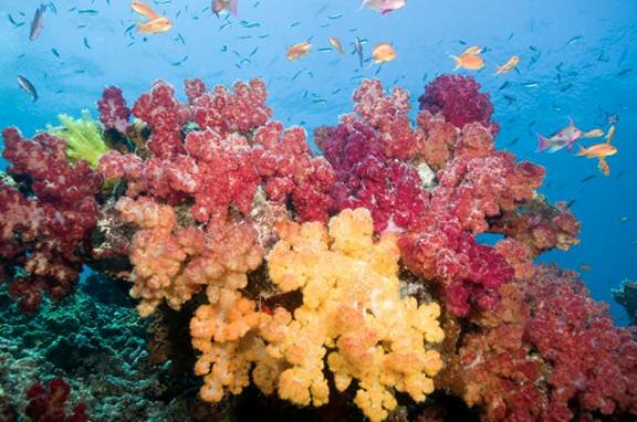 Sổ tay du lịch so tay du lich Sotaydulich Sotay Dulich Khampha Kham Pha Bui Taveuni de dep tu ngoc dao Fiji