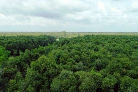 Sổ tay du lịch so tay du lich Sotaydulich Sotay Dulich Khampha Kham Pha Bui Rung U Minh Ha o dat mui Ca Mau