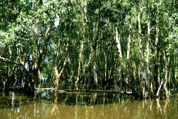 Sổ tay du lịch so tay du lich Sotaydulich Sotay Dulich Khampha Kham Pha Bui Rung U Minh Ha o dat mui Ca Mau