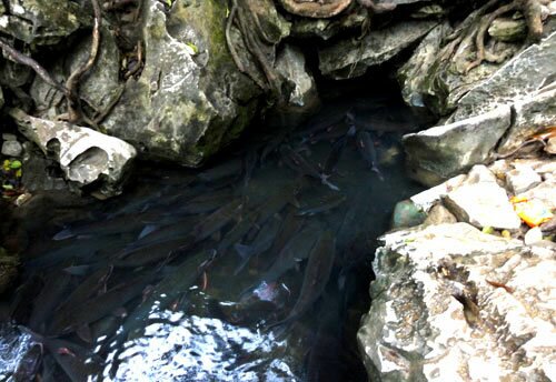  Sổ tay du lịch so tay du lich Sotaydulich Sotay Dulich Khampha Kham Pha Bui Kham pha bi an ve hang dong ca than Cam Thuy