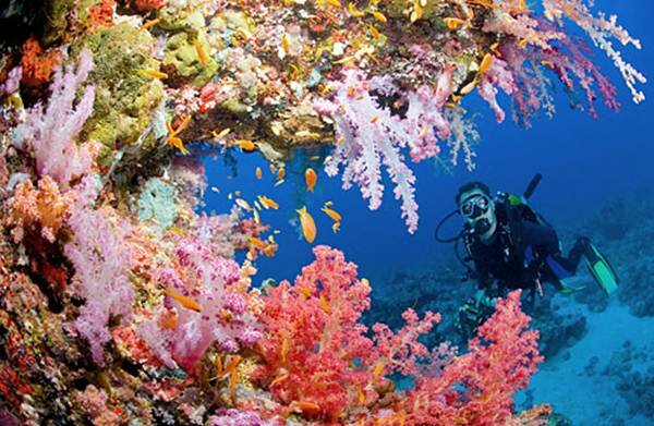 Sổ tay du lịch so tay du lich Sotaydulich Sotay Dulich Khampha Kham Pha Bui Great Barrier mot tuyet tac cua thien nhien