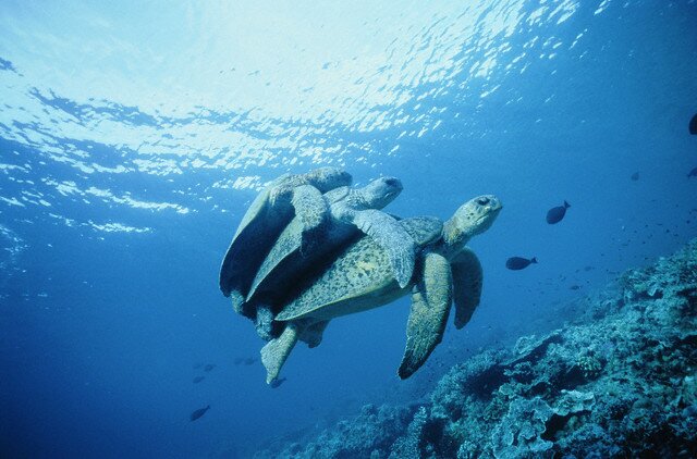 Sổ tay du lịch so tay du lich Sotaydulich Sotay Dulich Khampha Kham Pha Bui Great Barrier mot tuyet tac cua thien nhien