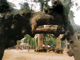 Sổ tay du lịch so tay du lich Sotaydulich Sotay Dulich Khampha Kham Pha Bui Doc dao Ao Ba Om