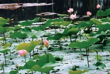 Sổ tay du lịch so tay du lich Sotaydulich Sotay Dulich Khampha Kham Pha Bui Doc dao Ao Ba Om