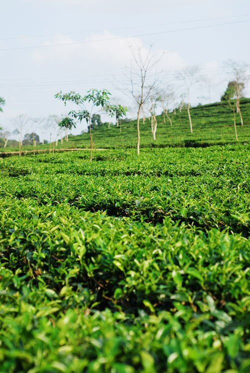  Sổ tay du lịch so tay du lich Sotaydulich Sotay Dulich Khampha Kham Pha Bui Doi che tho mong ben duong mon Ho Chi MInh