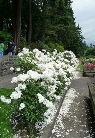 Sổ tay du lịch so tay du lich Sotaydulich Sotay Dulich Khampha Kham Pha Bui Ruc ro Vuon hong Portland