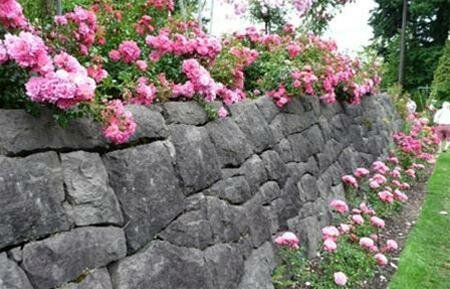 Sổ tay du lịch so tay du lich Sotaydulich Sotay Dulich Khampha Kham Pha Bui Ruc ro Vuon hong Portland