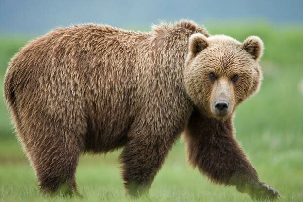Sổ tay du lịch so tay du lich Sotaydulich Sotay Dulich Khampha Kham Pha Bui Tour kham pha gau Grizzly tu Banff