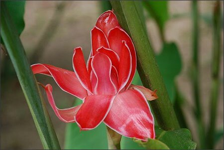 Sổ tay du lịch so tay du lich Sotaydulich Sotay Dulich Khampha Kham Pha Bui Puerto Inirida thanh binh 