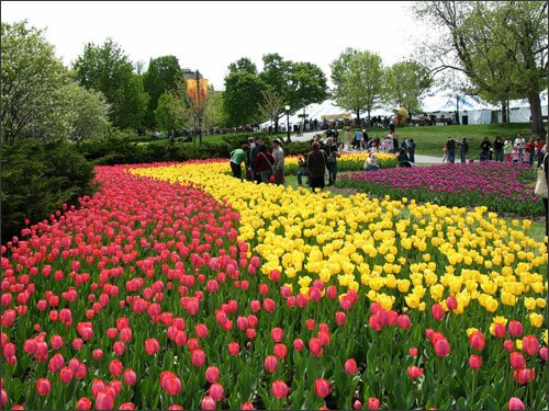 Sổ tay du lịch so tay du lich Sotaydulich Sotay Dulich Khampha Kham Pha Bui Long lay sac mau ha tulip Canada