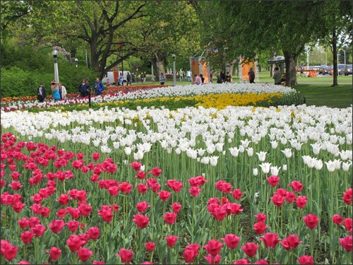 Sổ tay du lịch so tay du lich Sotaydulich Sotay Dulich Khampha Kham Pha Bui Long lay sac mau ha tulip Canada