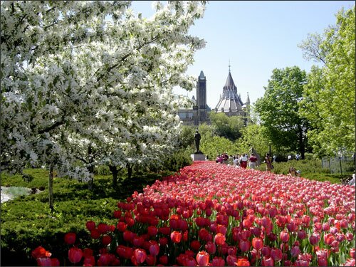 Sổ tay du lịch so tay du lich Sotaydulich Sotay Dulich Khampha Kham Pha Bui Long lay sac mau ha tulip Canada