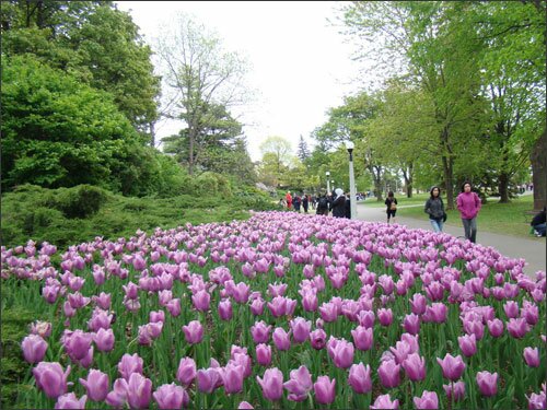 Sổ tay du lịch so tay du lich Sotaydulich Sotay Dulich Khampha Kham Pha Bui Long lay sac mau ha tulip Canada