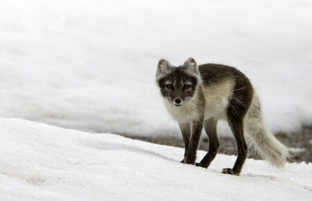 Sổ tay du lịch so tay du lich Sotaydulich Sotay Dulich Khampha Kham Pha Bui Svalbard Quan dao cuc bac xa xoi