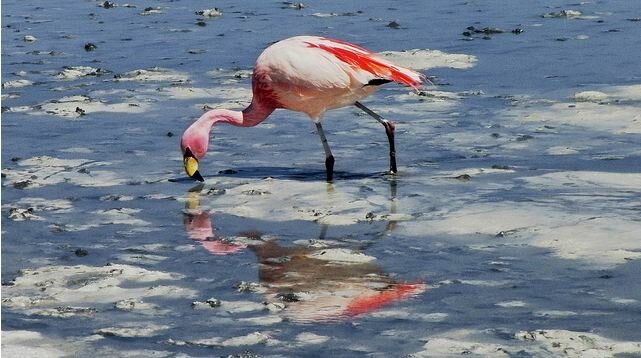 Sổ tay du lịch so tay du lich Sotaydulich Sotay Dulich Khampha Kham Pha Bui Uyuni man ma giua cao nguyen