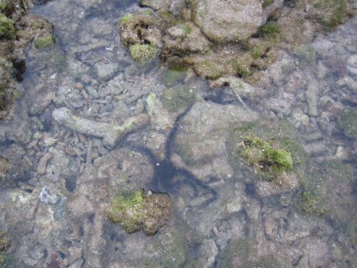 Sổ tay du lịch so tay du lich Sotaydulich Sotay Dulich Khampha Kham Pha Bui Vuot song gio ra dao Binh Da 